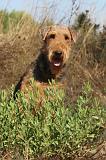 AIREDALE TERRIER 062